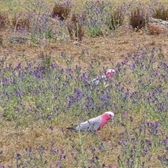 Eolophus roseicapilla by Mike