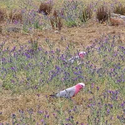 Eolophus roseicapilla at  - suppressed by Mike