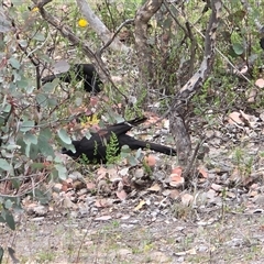 Corcorax melanorhamphos at Fadden, ACT - Today by Mike