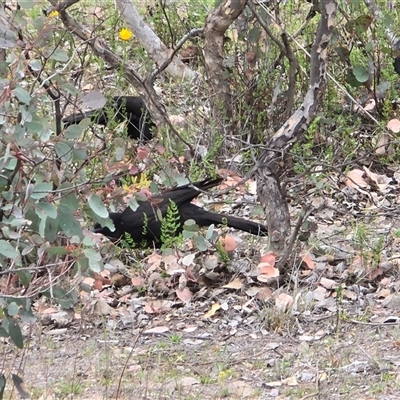 Corcorax melanorhamphos at Fadden, ACT - Today by Mike