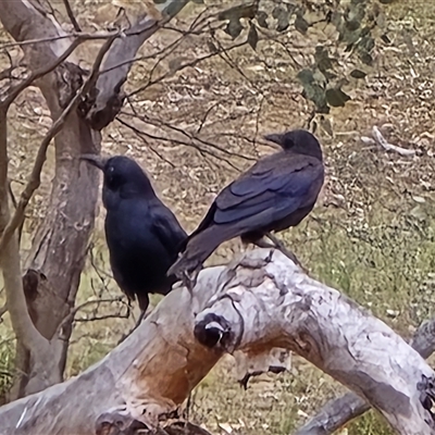 Corvus coronoides at Fadden, ACT - Today by Mike