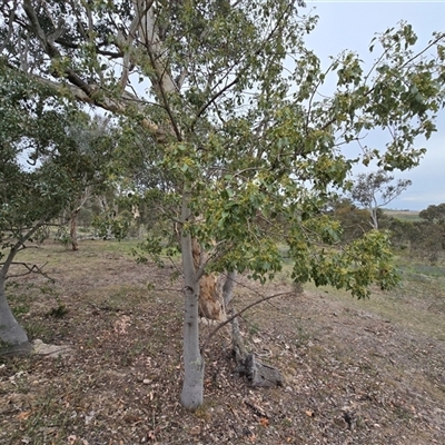 Brachychiton populneus subsp. populneus at Fadden, ACT - Today by Mike