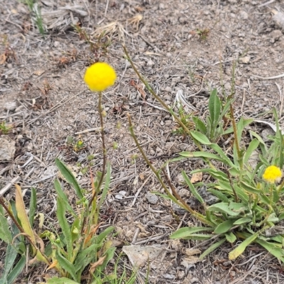 Craspedia variabilis at Fadden, ACT - Today by Mike