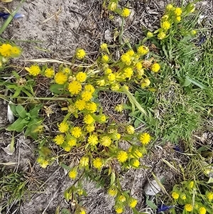 Triptilodiscus pygmaeus at Fadden, ACT - Today by Mike