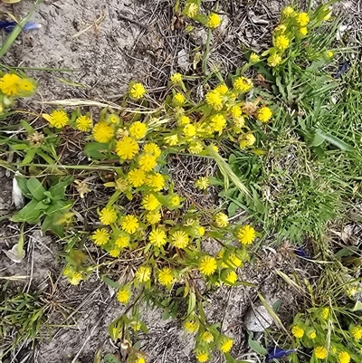 Triptilodiscus pygmaeus at Fadden, ACT - Today by Mike
