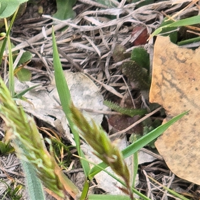 Unverified Grass at Fadden, ACT - Today by Mike