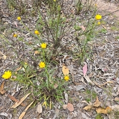 Xerochrysum viscosum at Fadden, ACT - Today by Mike