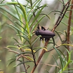 Unverified Beetle (Coleoptera) at Fadden, ACT - Today by Mike