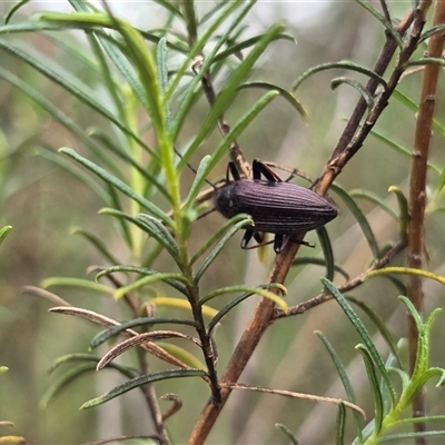 Unverified Beetle (Coleoptera) at Fadden, ACT - Today by Mike