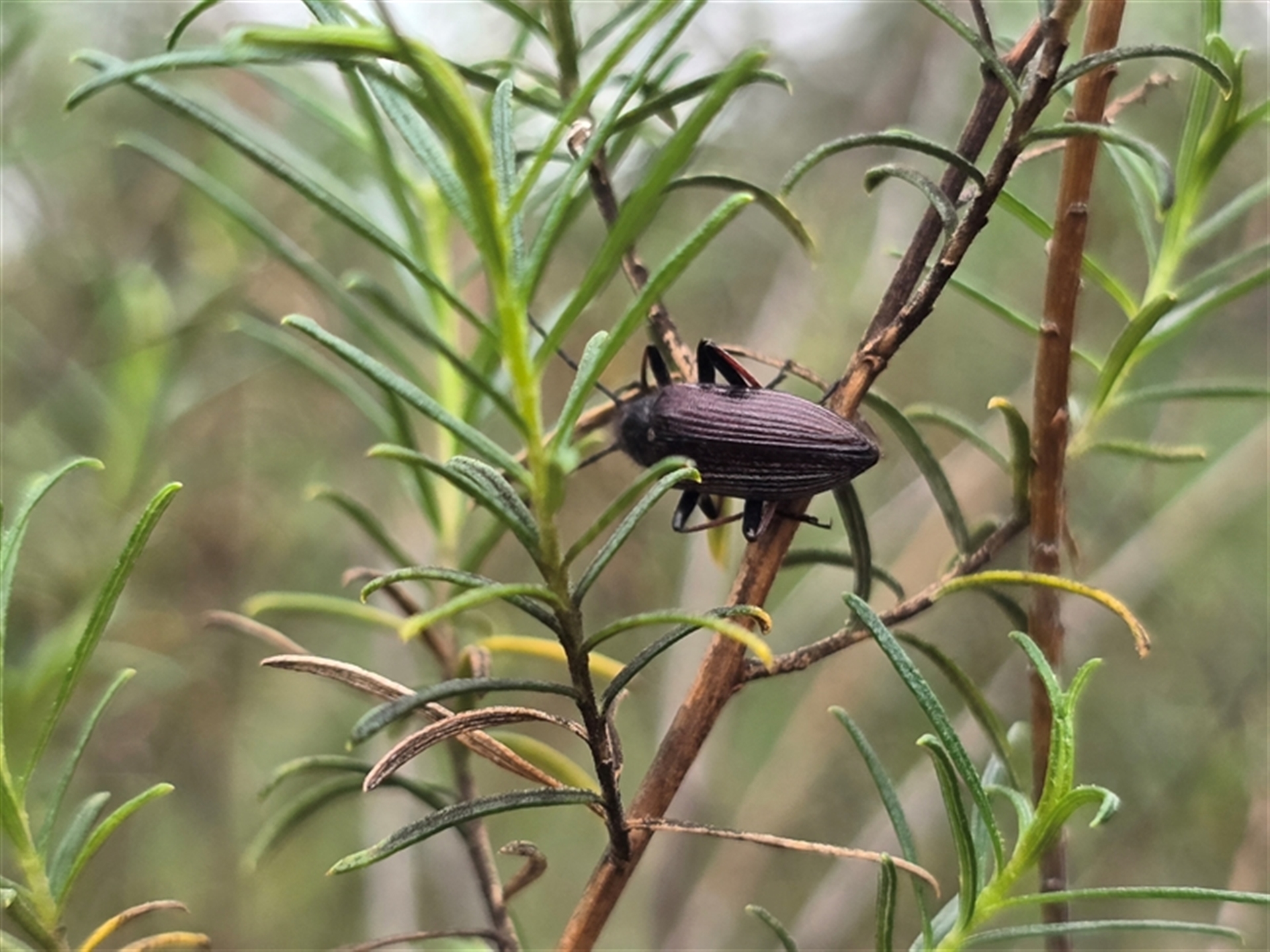 Homotrysis sp. (genus) at Fadden, ACT - 3 Nov 2025 04:39 PM
