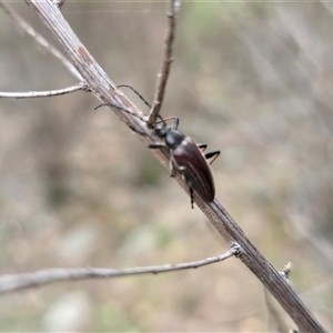 Unverified Beetle (Coleoptera) at Fadden, ACT - Today by Mike