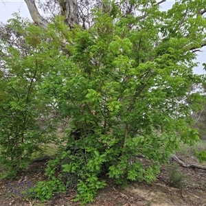 Pistacia chinensis at Fadden, ACT - Today by Mike