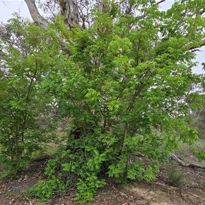 Pistacia chinensis at Fadden, ACT - Today by Mike