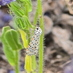 Utetheisa pulchelloides (Heliotrope Moth) at Fadden, ACT - Today by Mike