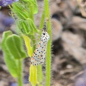 Utetheisa pulchelloides (Heliotrope Moth) at Fadden, ACT - Today by Mike