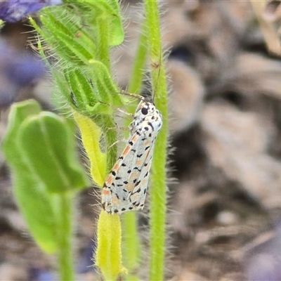 Utetheisa pulchelloides (Heliotrope Moth) at Fadden, ACT - Today by Mike