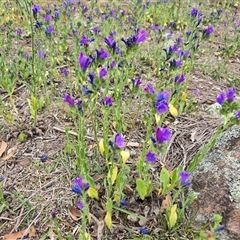 Echium plantagineum at Fadden, ACT - Today by Mike