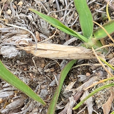 Faveria tritalis (Couchgrass Webworm) at Fadden, ACT - Today by Mike