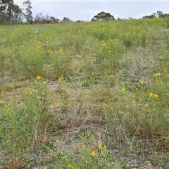 Hypericum perforatum at Fadden, ACT - Today by Mike