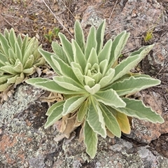 Verbascum thapsus subsp. thapsus at Fadden, ACT - Today by Mike