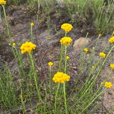 Chrysocephalum semipapposum at Fadden, ACT - Today by Mike