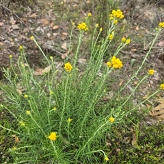 Chrysocephalum semipapposum at Fadden, ACT - Today by Mike