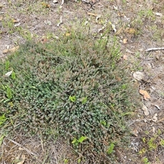 Melichrus urceolatus at Fadden, ACT - Today by Mike
