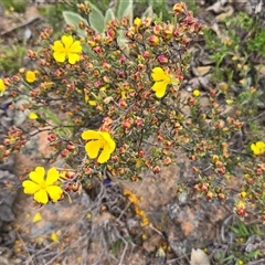 Hibbertia obtusifolia at Fadden, ACT - Today by Mike