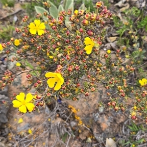 Hibbertia obtusifolia at Fadden, ACT - 3 Nov 2025 04:08 PM