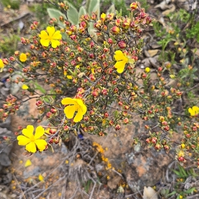 Hibbertia obtusifolia at Fadden, ACT - Today by Mike