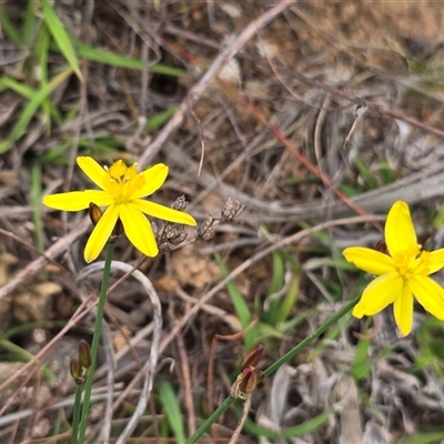Tricoryne elatior at Fadden, ACT - Today by Mike