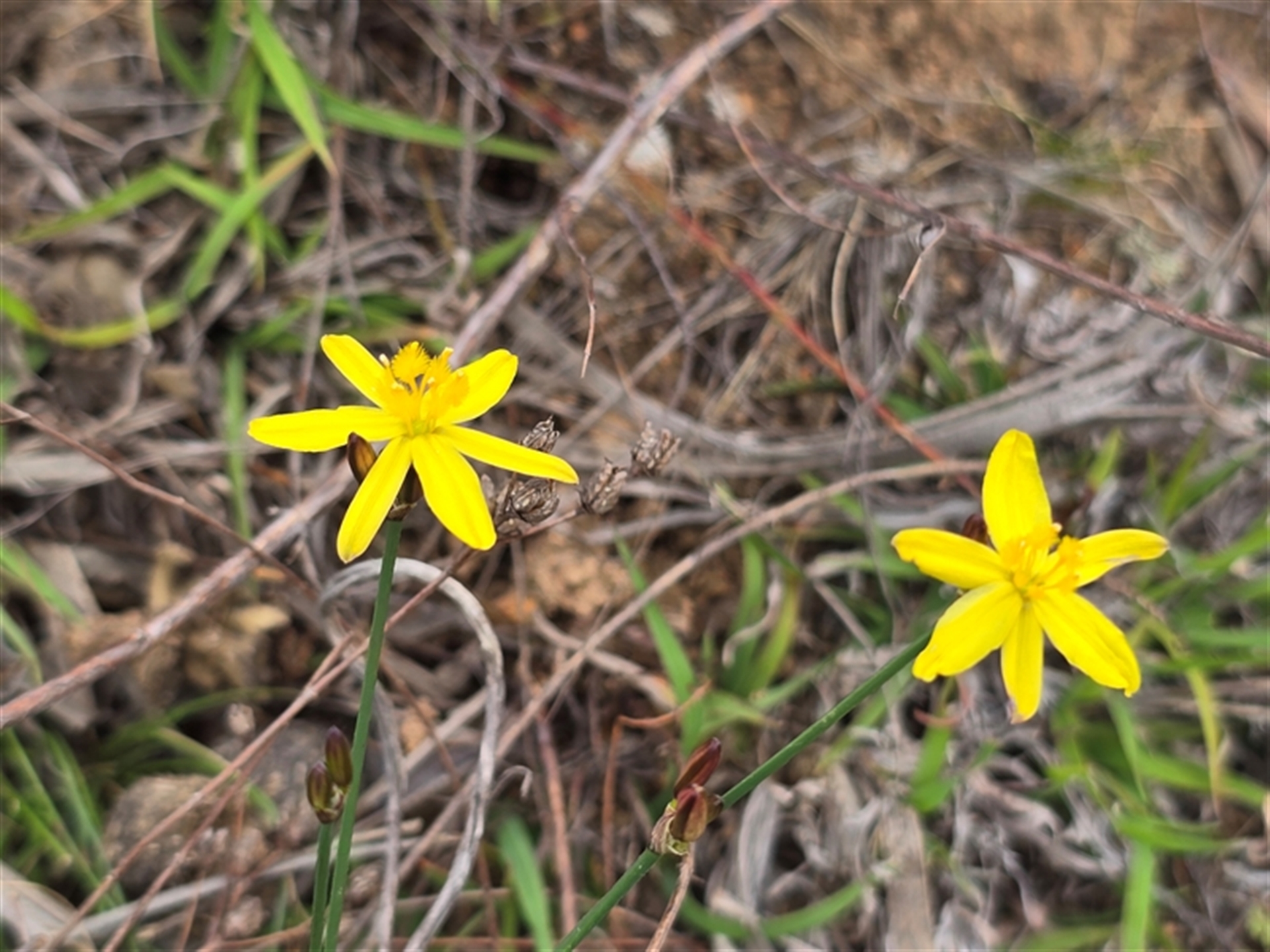 Tricoryne elatior at Fadden, ACT - 3 Nov 2025 04:07 PM