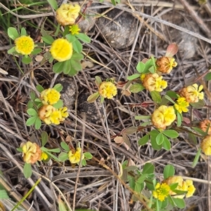 Trifolium campestre at Fadden, ACT - 3 Nov 2025 04:04 PM