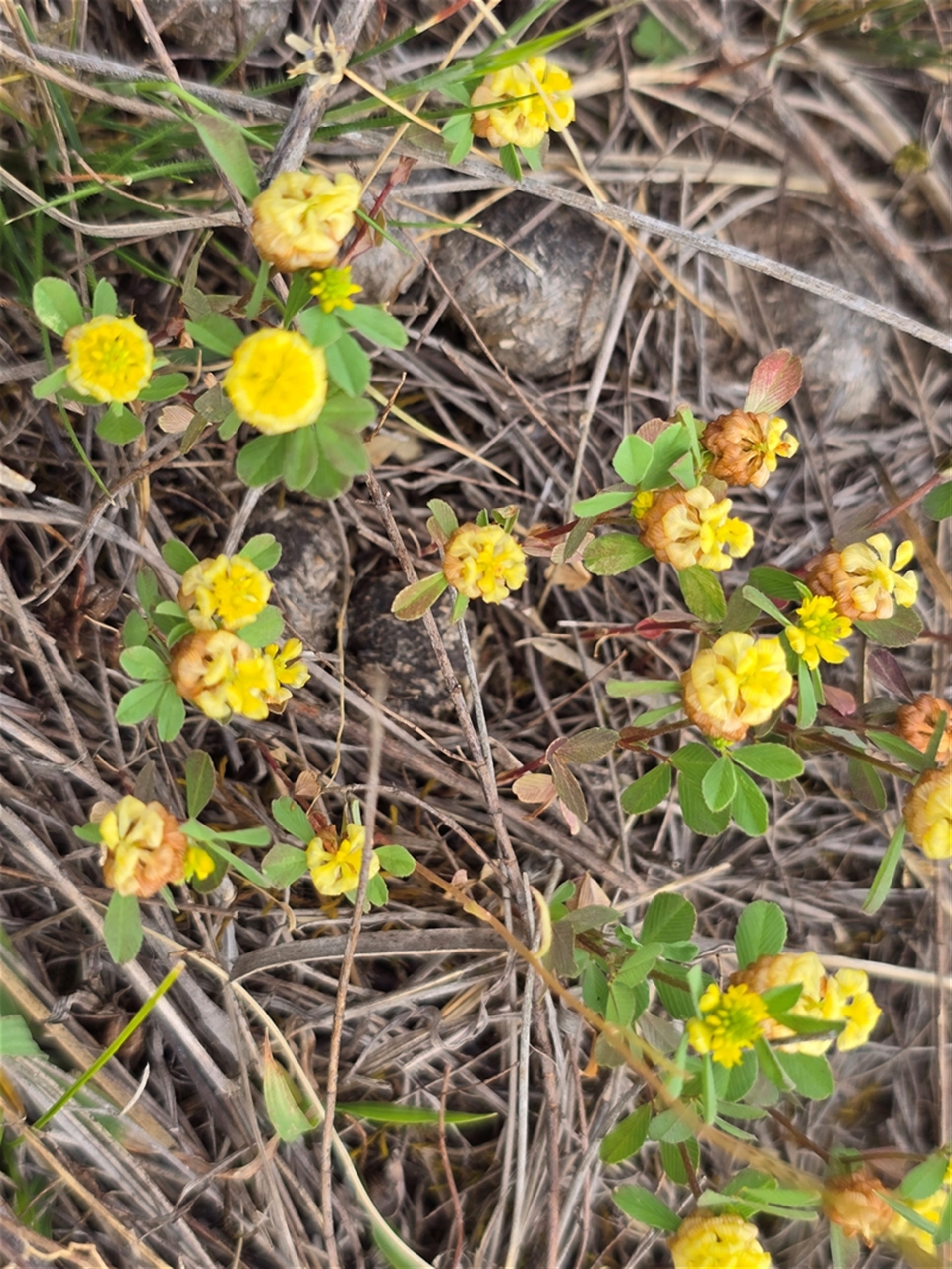 Trifolium campestre at Fadden, ACT - 3 Nov 2025 04:04 PM