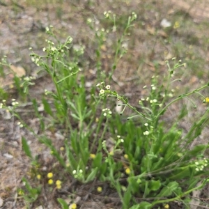 Hackelia suaveolens at Fadden, ACT - Yesterday 04:02 PM
