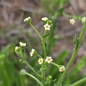 Hackelia suaveolens at Fadden, ACT - Yesterday 04:02 PM