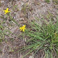 Tricoryne elatior at Fadden, ACT - Today by Mike
