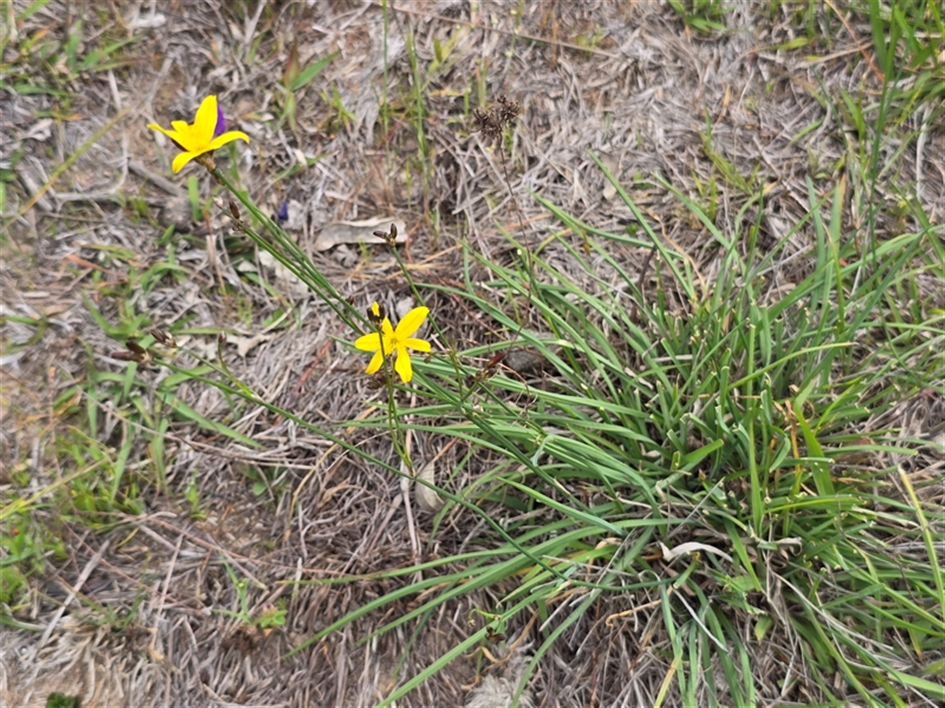 Tricoryne elatior at Fadden, ACT - 3 Nov 2025 03:53 PM