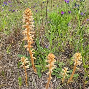 Orobanche minor at Fadden, ACT - 3 Nov 2025 03:50 PM