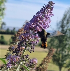 Cephonodes kingii (Gardenia Bee Hawk Moth) at Gregadoo, NSW - 2 Nov 2025 by bricouma