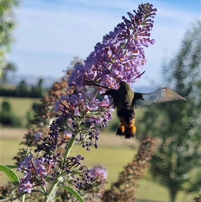 Cephonodes kingii (Gardenia Bee Hawk Moth) at Gregadoo, NSW - 2 Nov 2025 by bricouma