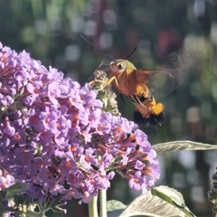 Cephonodes kingii at Gregadoo, NSW - 2 Nov 2025 01:56 PM