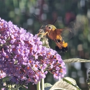 Cephonodes kingii at Gregadoo, NSW - 2 Nov 2025 01:56 PM
