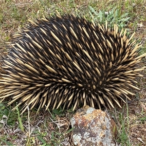 Tachyglossus aculeatus at Casey, ACT - suppressed