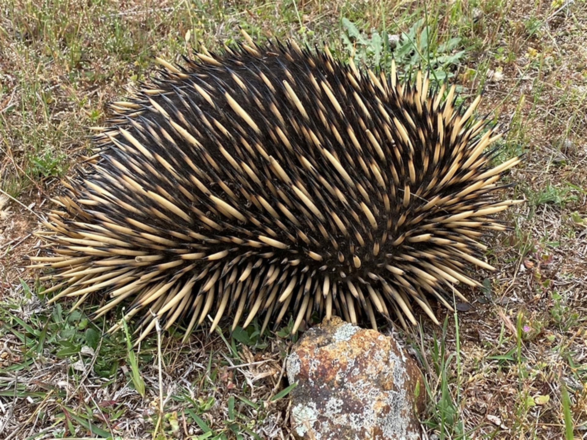 Tachyglossus aculeatus at Casey, ACT - suppressed