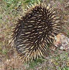 Tachyglossus aculeatus at Casey, ACT - suppressed