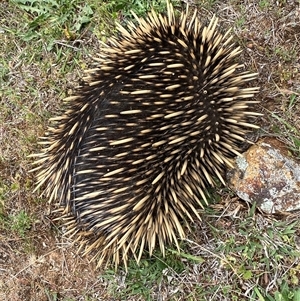 Tachyglossus aculeatus at Casey, ACT - suppressed