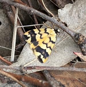 Termessa zonophanes at Casey, ACT - suppressed