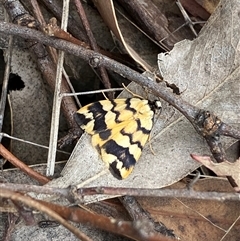 Termessa zonophanes at Casey, ACT - suppressed
