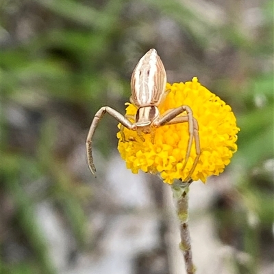 Runcinia insecta at  - suppressed by SteveBorkowskis